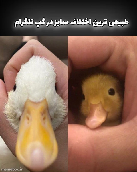 میم اتحادیه نابود شده فایت کلاب 👊 
