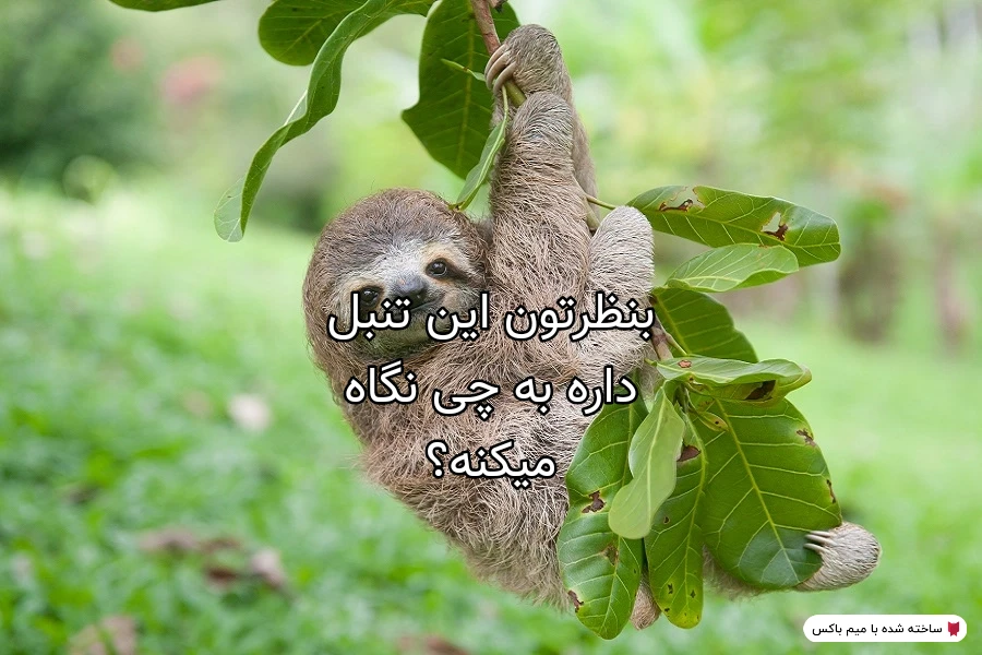 میم سطح باشه بهتر از توی سطح مندم🗿