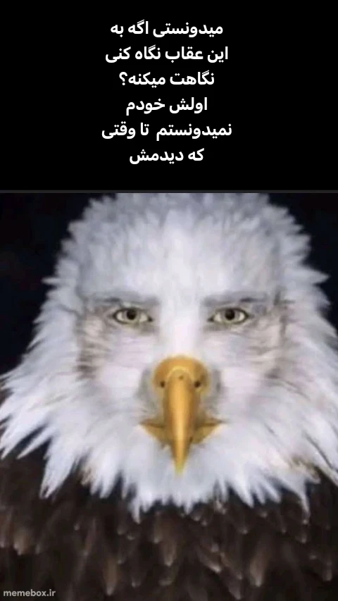 میم نتیجه ترکیبات:سطح،خز