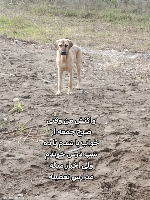 میم سلام دوستان من برگشتم🥳❤️