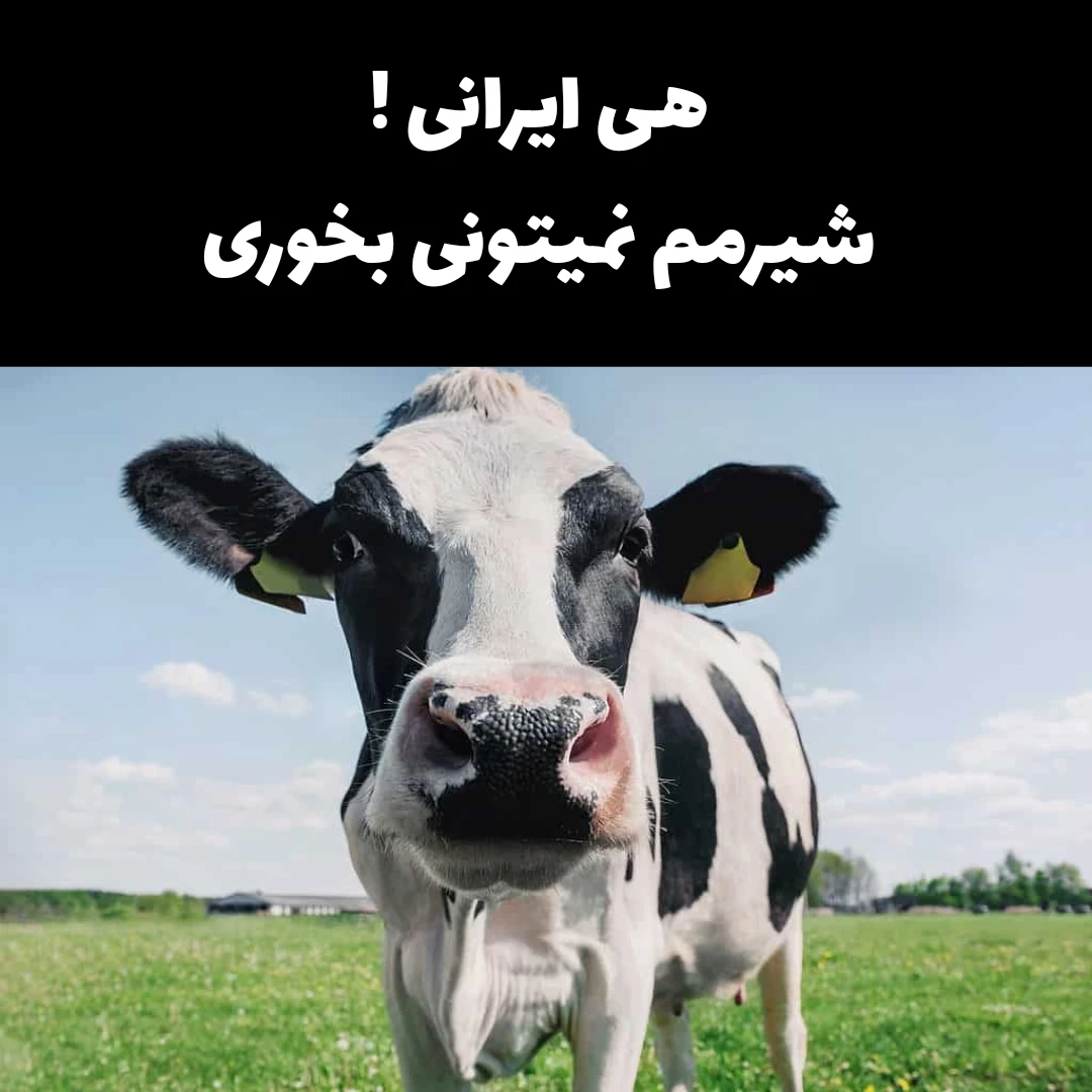 میم شیر بینالود ۵۰۰ گرم ۷۰ تومن