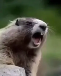 shouting 