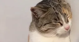 گربه زیبا به همراه آهنگ ملایم