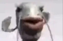 Singing fish in singing (diffrent virsion)