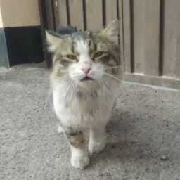گربه ی متعجب