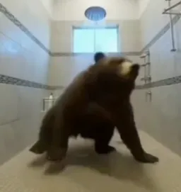 Bear dancing under shower