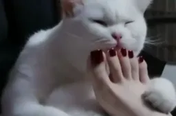 گربه در حال لیس زدن پا