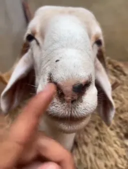 Goat mewing