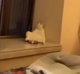 The cat staring at the ceiling