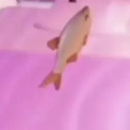 Sleeping fish in the pink bed