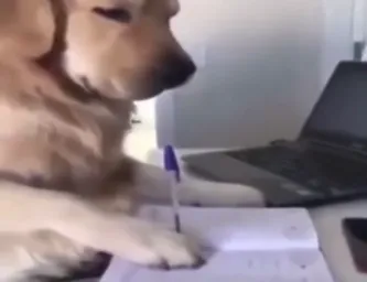 Dogs reading the book