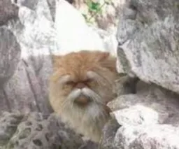 Cat simikar to master shifoo