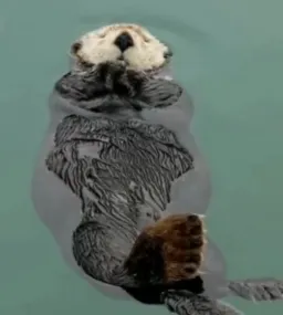 Sleeping sable on water