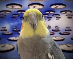 طوطی در مکان های مختلف