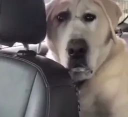 Shouked and dark look of Dog