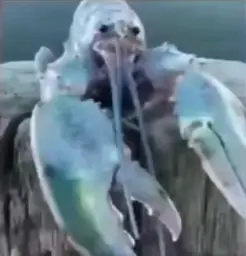 Surprise blue lobster