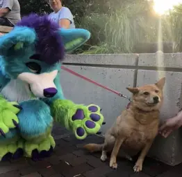 furry and dog