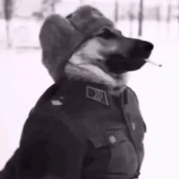 The honest reaction of the Russian dog