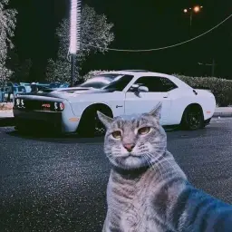 Cat taking a picture with a car