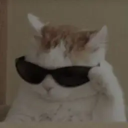 cat with sun glasses