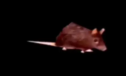 Dancing mouse