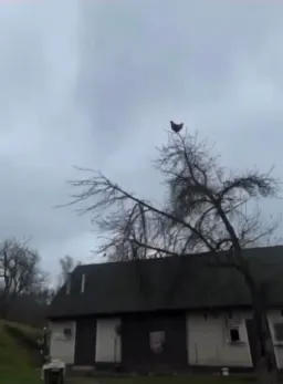 جیغ زدن خروس