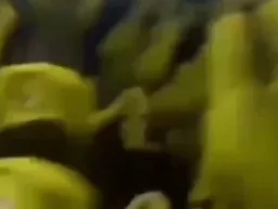 Shreks dancing with my Nazi song my companion