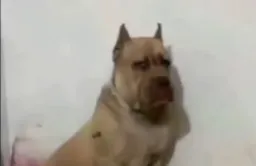 نگاه دارک سگ