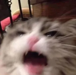 گربه درحال دیوانه شدن