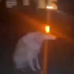 سگ با آژیر خطر