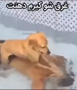 غرق شو عشقم