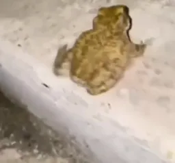 Frog jumping with shouked face