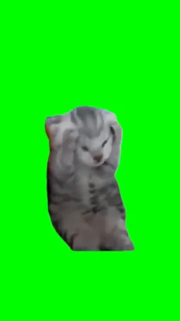 جیغ زدن گربه پرده سبز