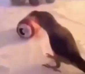 Dancing parrot after throwing can