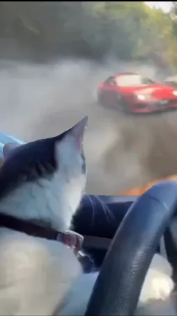  cat driving