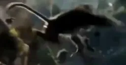 حمله و هجوم میمون ها