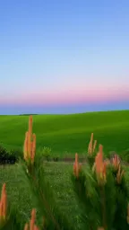 Showing the fuck by the flower bush