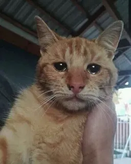 واکنش صادقانه گربه گریان