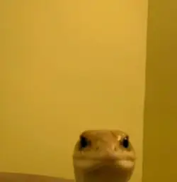 snake looking at camera