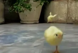 rip chicken 