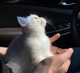 cat looking at outside the car
