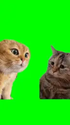 Two cats talking with each other green screen