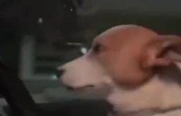tired dog driving