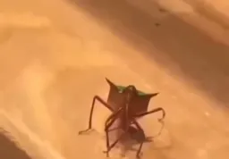 حشره در حال سلام علیک