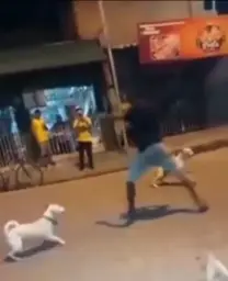 Man fighting with dogs