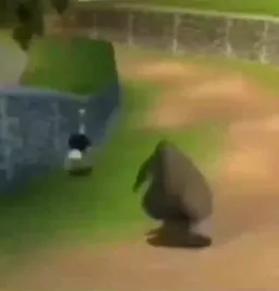 اسب ابی در حال دنبال کردن شتر مرغ