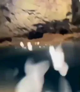 Turtle say bad word under water