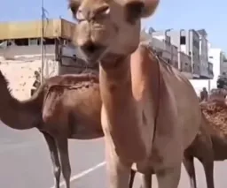واکنش صادقانه شتر