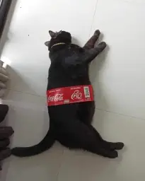 Coca-Cola cat