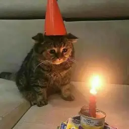 cat birthday